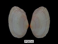 藏品(紫晃蛤)的圖片